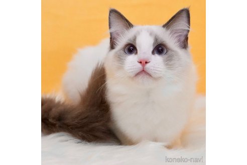 成約済の東京都のラグドール-70728の1枚目